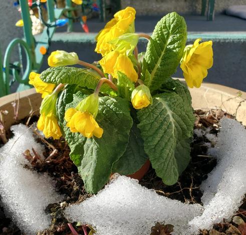 Bright yellow, primrose flowers, surrounded by thawing snow, in a large front porch planter. A few of the flowers have perked up & the others are still droopy.