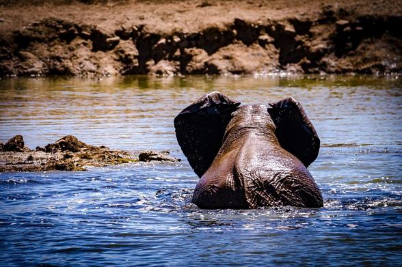 The image shows the back of an elephant wading through water. Its head and ears are visible above the waterline. The setting appears to be a natural body of water with a muddy or earthy bank in the background.