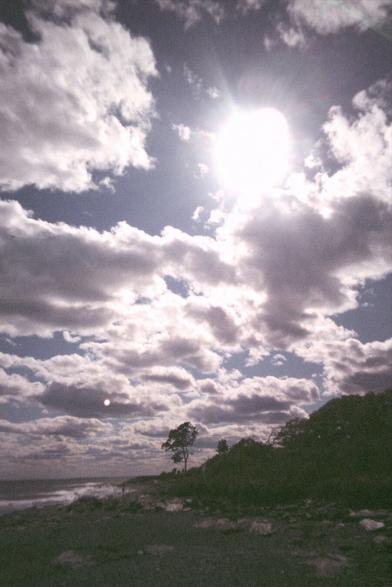 A tree on a rocky Maine coastline. The sun is bright and the sky is cloudy, causing the tree and rocks to be almost silhouetted.