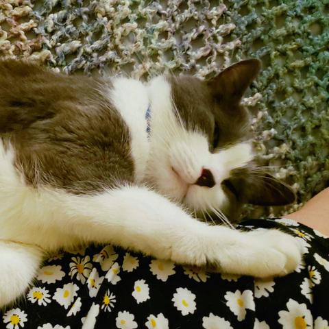 Grey and white tuxedo cat almost asleep next to his human, with one paw on her leg.
