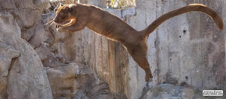 Photograph of a fossa in mid-leap