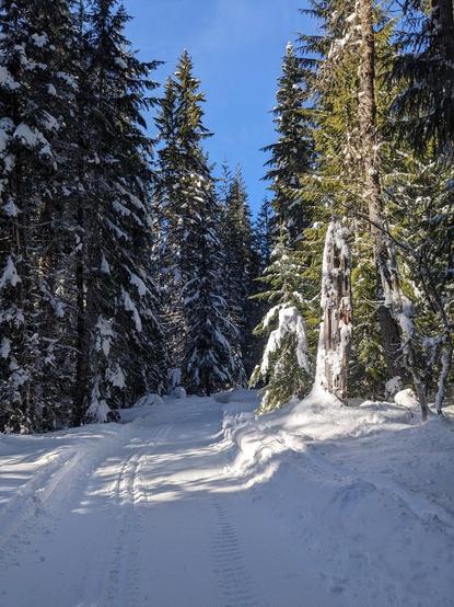 Xc ski trail flanked by snow covered conifers, a blue sky ahead