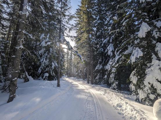 Xc ski trail flanked by snow covered conifers, a slightly cloudy sky ahead