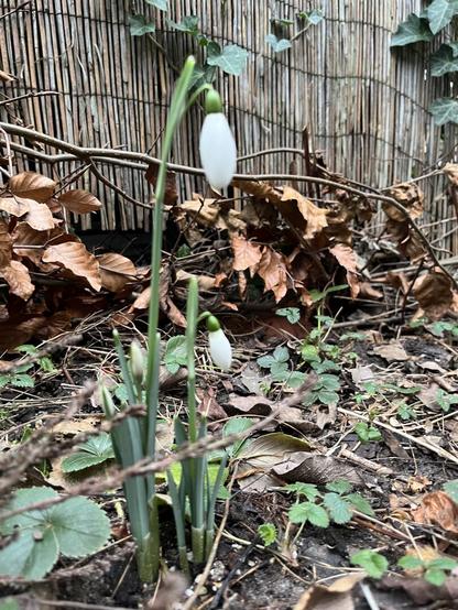 A snowdrop blooming in our garden.