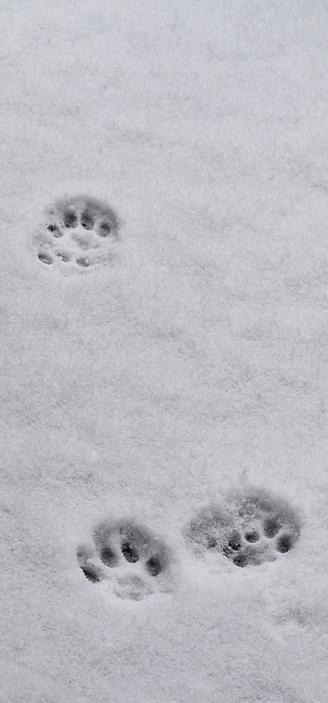 paw prints by a cat 🐾