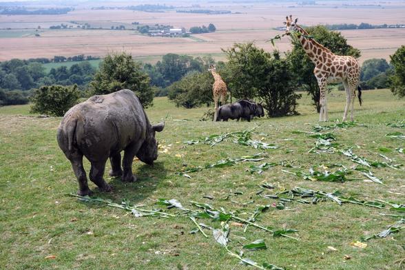 A rhinoceros grazes on scattered greens in a field with two giraffes and a wildebeest in the background.
