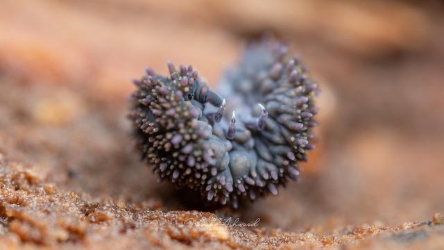 A photograph of a giant springtail with purple spines, laying on its back with its legs in the air.