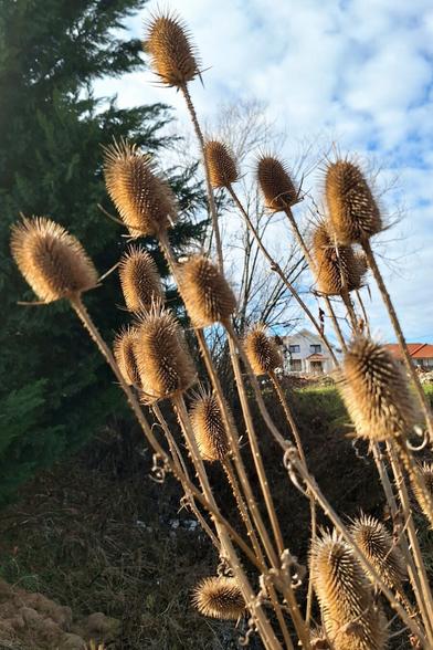 A close-up view of several dried teasel plants with spiky seed heads. The teasel plants are brown with no leaves or flowers. The background includes a large evergreen tree on the left side and some leafless deciduous trees. In the distance, there are a few houses with red-tiled roofs and a partly cloudy sky.