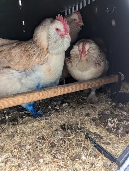 Three Faverolles hens are in a coop with straw and chicken poop on the floor. They refuse to go outside because it's snowing.