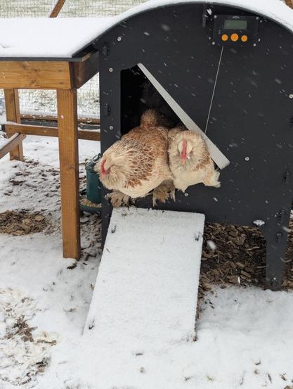 Two Faverolles chickens are perched in the doorway of a black chicken coop in the snow.