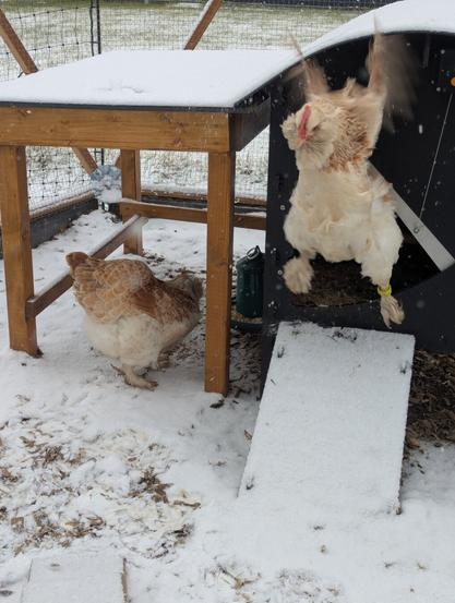 Two chickens, one mid-air, exit a black chicken coop in a snowy enclosure.