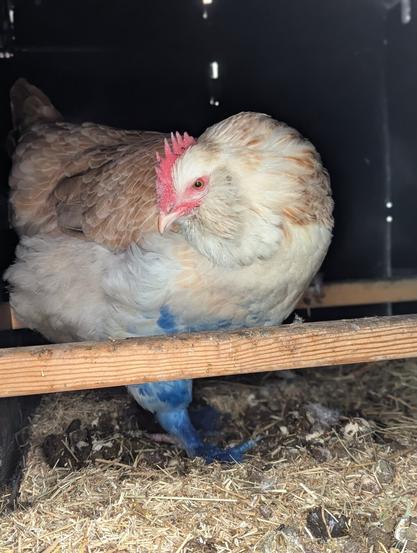 A close-up shot shows a light-colored Faverolles hen with brown and white feathers, sporting a vibrant red comb, perched on a wooden dowel inside a dark coop with straw on the floor.