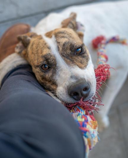 A close-up shot shows a brindle and white dog resting its head on a person's leg, with the person's blue pants visible. The dog has short, stiff fur and a pink nose, and it's looking directly at the camera with amber eyes. A colorful rope toy is visible in the dog's mouth. The background is blurred, but appears to be a gray surface.