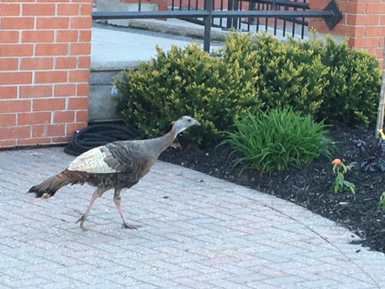 A grey turkey with white mid back feathers strolls across a cobblestone sidewalk near a brick building with small shrubs on the right side of the image