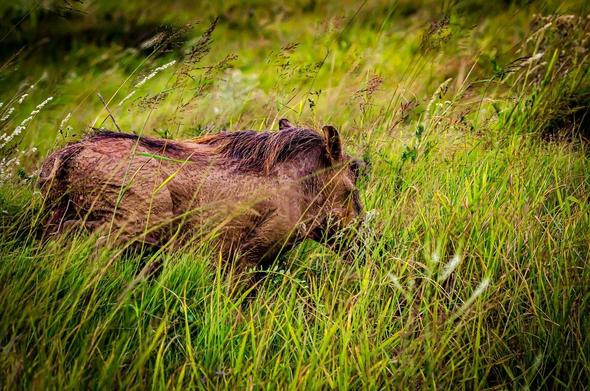 The image shows a warthog moving through tall grass. Warthogs are wild members of the pig family native to African savannas and grasslands.