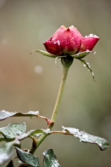 Das Bild zeigt eine einzelne, tiefrote Rosenknospe, die mit einer dünnen Schicht Schnee bedeckt ist. Die Knospe steht aufrecht auf einem dünnen Stiel, und ihre Blätter sind ebenfalls leicht mit Schnee bedeckt. Der Hintergrund ist unscharf und zeigt eine grün-braune Farbe. Das Bild wirkt ruhig und vermittelt ein Gefühl von zarter Schönheit und Winterfrische.