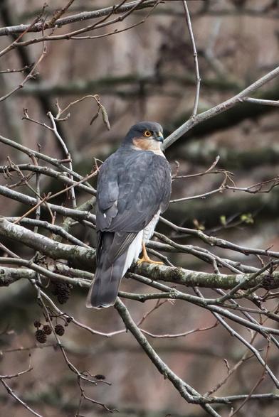 Male Sparrowhawk