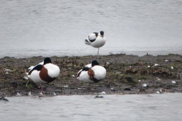Avocet