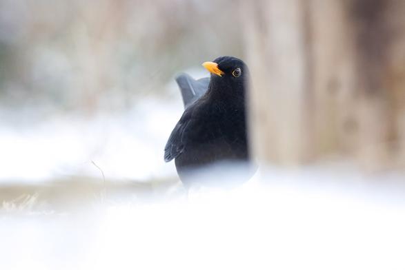 A male blackbird is partially hidden behind a tree stump as it searches for food on the snow-covered ground.