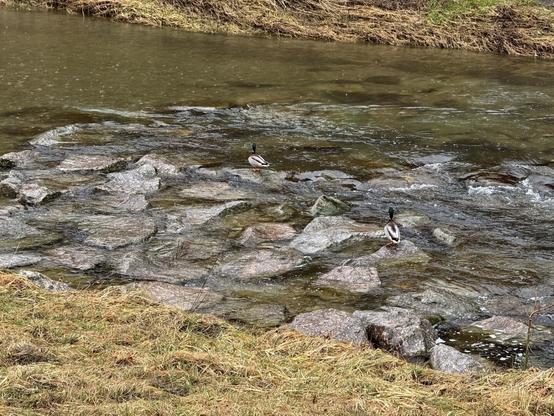 Two ducks searching some rocks in the river for food