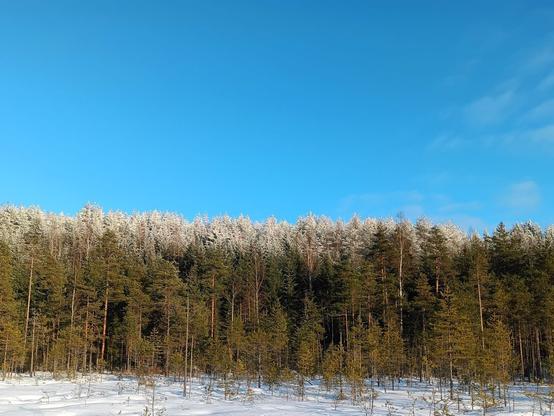 suon reunassa oleva kuusikkorinne, vihreät puut muuttuu valkeiksi jossain 10 metriä ylempänä