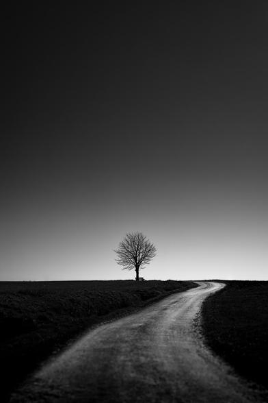 black and white. a lonetree in the landscape. a cloudless sky and a road that begins at the lower edge of the picture in its full width and narrows as it leads into the depths of the picture.