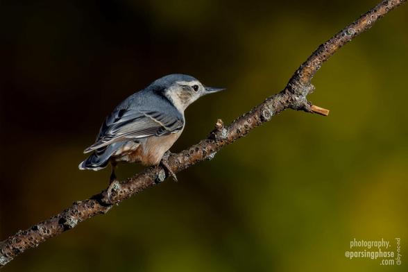 A gray-backed Nuthatch perches pensively on a bare twig.