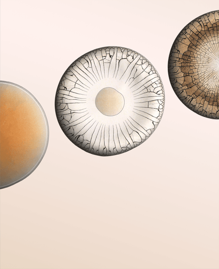 A water droplet filled with nanoparticles (left) dries from the outside in (center), leaving a thoroughly cracked residue (right).