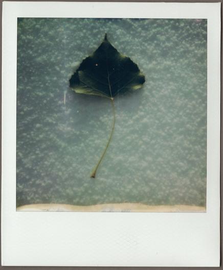Close-up Polaroid of a green cottonwood leaf set flat against rough-textured, white snow.