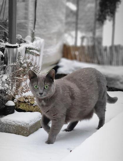 cat in the snow