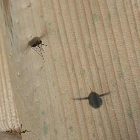Auf dem Bild sieht man einen Wollschweber, dessen Schatten sich auf dem Holzpfahl im Hintergrund scharf abzeichnet