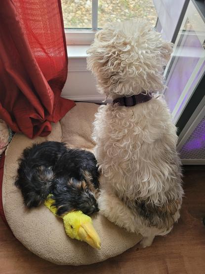 Color Photo 

Tan round dog bed is the focus. White dog with curly hair is sitting on the right. Two tiny Yorkie puppy Mixes are laying next to each other on the left with a plushy dog toy. They are sound asleep while the white dog is gazing out the window. 

Red curtain.