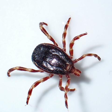Les paparres poden transmetre patògens com bacteris, virus i paràsits a través de les seves picades. Se les vincula a la malaltia de Lyme, l'encefalitis (TBE), anaplasmosis... La de la foto pertany al gènere Hyalomma , menys abundant a Europa, però transmissora de la febre hemorràgica de Crimea-Congo. Vista dorsal