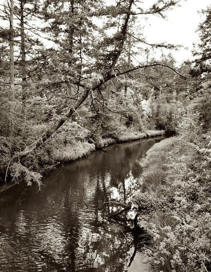 A serene river flows through a lush landscape, bordered by dense trees & greenery. The water reflects the surrounding foliage, creating a tranquil scene. A large branch extends over the river, partially submerged in the water, while patches of grass & plants line the riverbank, contributing to the natural beauty of the environment.
Monochromatic, partial sepia tone, photo.