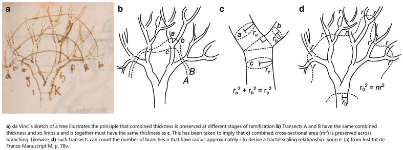 a) da Vinci’s sketch of a tree illustrates the principle that combined thickness is preserved at different stages of ramification. b) Transects A and B have the same combined thickness and so limbs a and b together must have the same thickness as c. This has been taken to imply that c) combined cross-sectional area (⁠πR²⁠) is preserved across branching. Likewise, d) such transects can count the number of branches n that have radius approximately r to derive a fractal scaling relationship. Source: (a) from Institut de France Manuscript M, p. 78v.