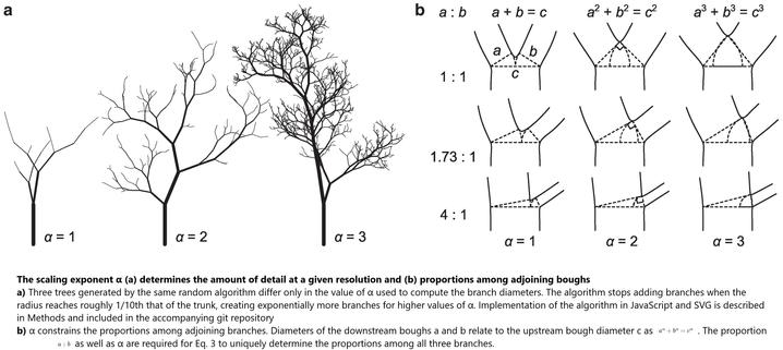 The scaling exponent α (a) determines the amount of detail at a given resolution and (b) proportions among adjoining boughs.