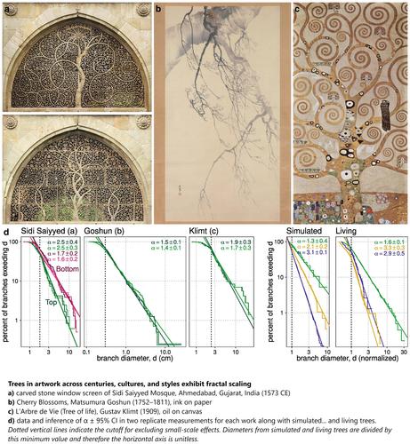 Trees in artwork across centuries, cultures, and styles exhibit fractal scaling. a) carved stone window screen of Sidi Saiyyed Mosque, Ahmedabad, Gujarat, India (1573 CE). b) Cherry Blossoms, Matsumura Goshun (1752–1811), ink on paper. c) L’Arbre de Vie (Tree of life), Gustav Klimt (1909), oil on canvas. d) data and inference of α±95% CI in two replicate measurements for each work along with simulated and living trees. Dotted vertical lines indicate the cutoff for excluding small-scale effects. Diameters from simulated and living trees are divided by this minimum value and therefore the horizontal axis is unitless.