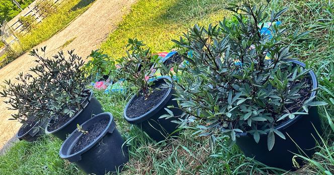Roselle plants in pots with Jerusalem Artichokes in bags behind them.