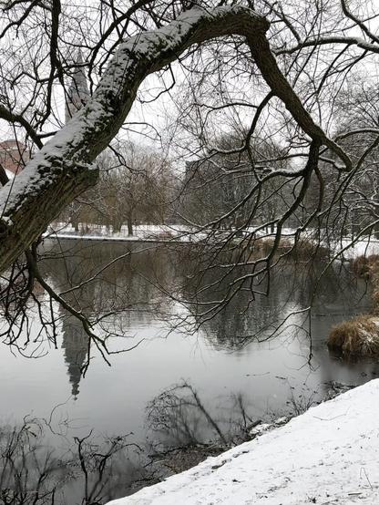 Ein dicker Ast im Bogen übers Wasser hängend, Schnee oben drauf. Oben drüber ist entfernt ein Stück vom Rathausturm zu sehen, unter dem Ast spiegelt sich der ganze Turm, wie auch große Bäume gegenüber am Ufer.