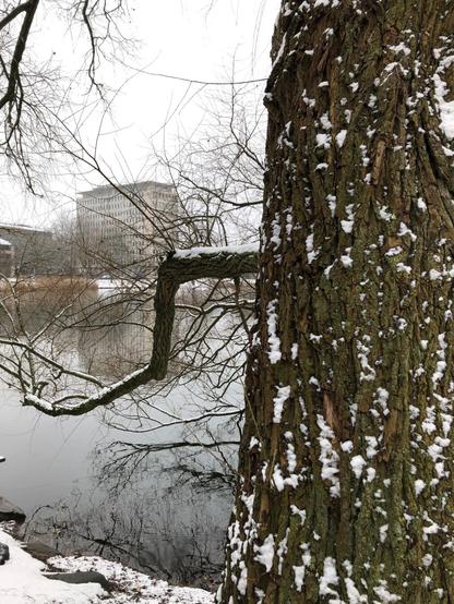 Rechts ein dicker Stamm mit rauher Borke. In den tiefen Furchen weiß der Schnee. Ein dünnerer Ast etwas verdreht. Optisch darüber ein hohes Gebäude, ehemals HSH-Nordbank.