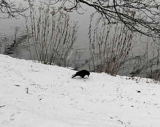 Eine schwarze Krähe pickt in der glatten Schneedecke am Ufer. Stauden von trockenen Pflanzen am Rand der Böschung. Grau das Wasser.