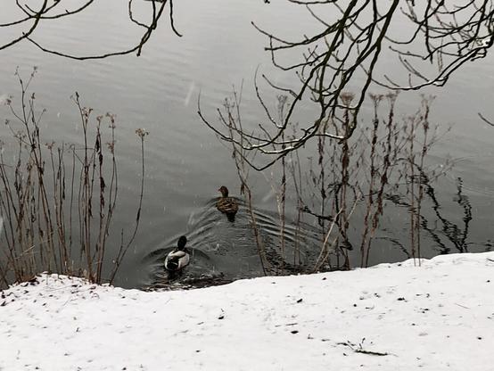 Stockenten-Paar schwimmt gerade von der Uferböschung weg.