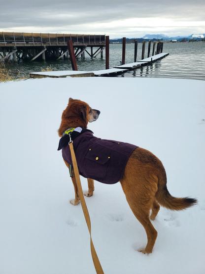 A large red brown dog (Harvey) in a rather chic black Carhartt coat at the end of a light brown leash is standing about ankle deep in  smooth untouched snow looking out towards a snow covered dock projecting into the water. There are snowy mountains in the distance.