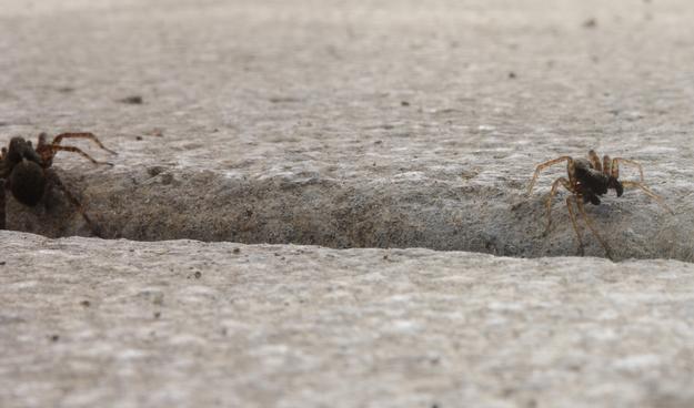 Two spiders on their first date. The male is very careful because he could be eaten by the female after copulation. However, it has a chance of survival, whereas the female is guaranteed to be eaten by her offspring.