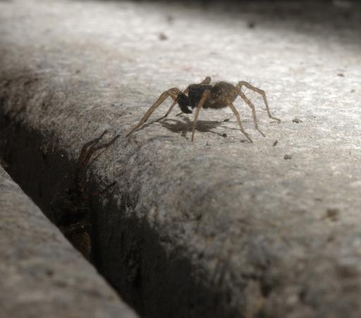 The spiders have come closer to each other and are very close to their first contact. The female crouches in a gap, the male almost touches one of the female's legs with one of his legs.

The photo is only cropped and not further edited. I was incredibly lucky that just at that moment the sun came out and illuminated exactly the part of the terrace slab where the male spider was.