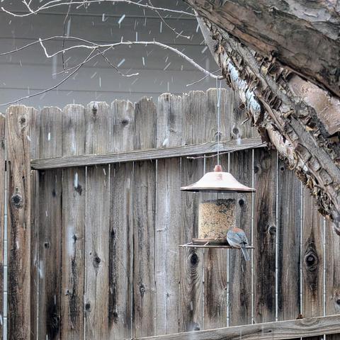 A small bird sits at a feeder as light snow falls