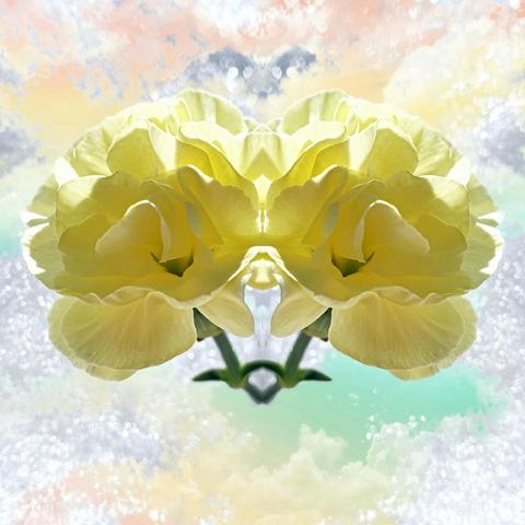 A symmetrical, mirrored arrangement of yellow carnation flowers against a soft, dreamy, snow-ice background with pastel hues of orange, blue & green.