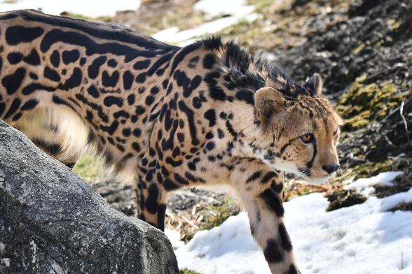 多摩動物公園のキングチーター（イブキ）の写真