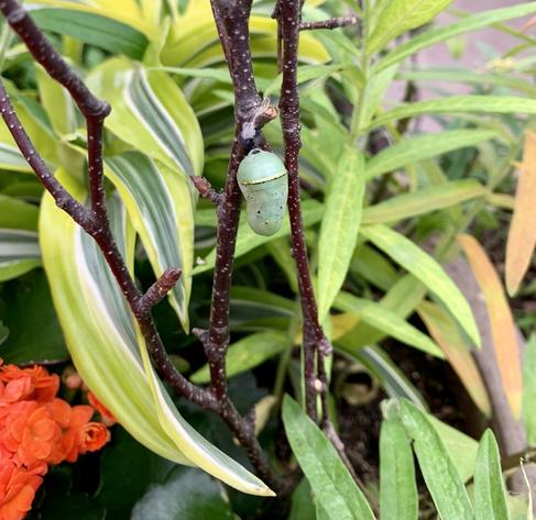 A slightly zoomed out view of a second monarch chrysalis showing the metallic looking gold dots on the green chrysalis. It’s hanging off a small branch and surrounded by green and white striped greenery and orange flowers.