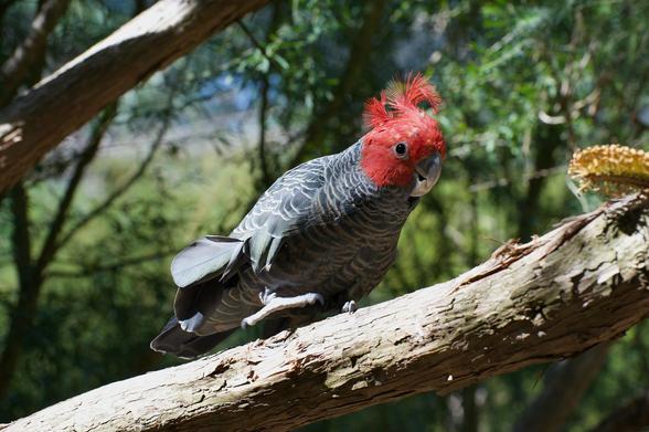 parrot, cockatoo, grey cockatoo, red head cockatoo, red crest cockatoo, bird walking, tree branch, Gang Gang cockatoo, male Gang Gang